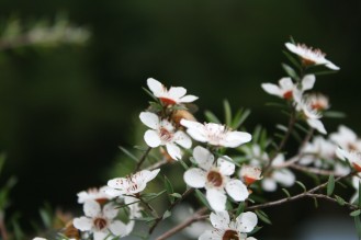 White-Manuka-Flower-with-Bee-2
